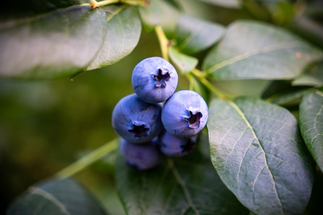 Best Foods to Boost Your Immune System Naturally